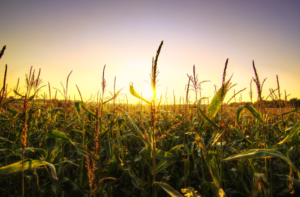 Corn Field